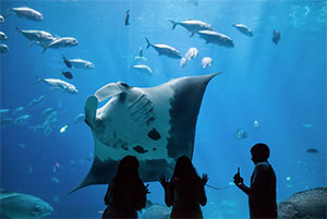 Silhouettes of three people watching a large manta ray and various fish swimming in a large aquarium.